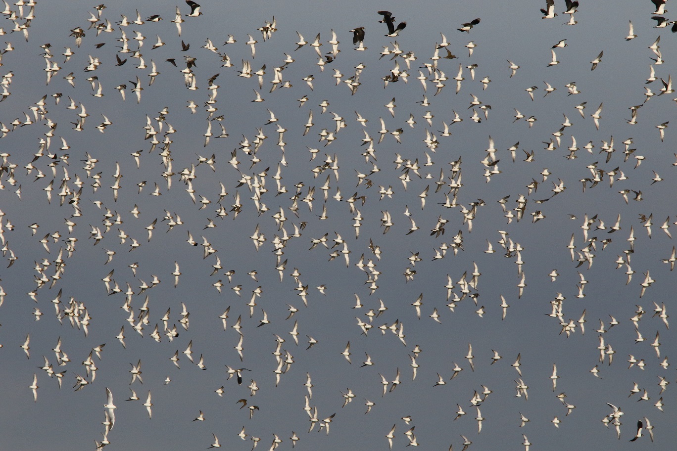 vervolg welke vogels zijn dit?